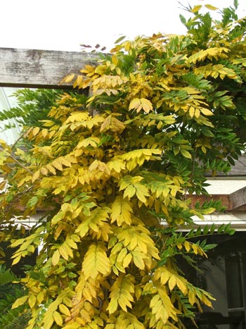  Autumn finally comes to the house pergola. 