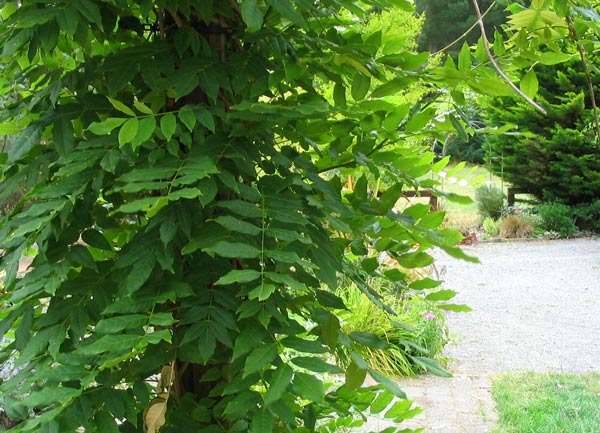  This is my new Wisteria showing off its lovely clean green leaves. 