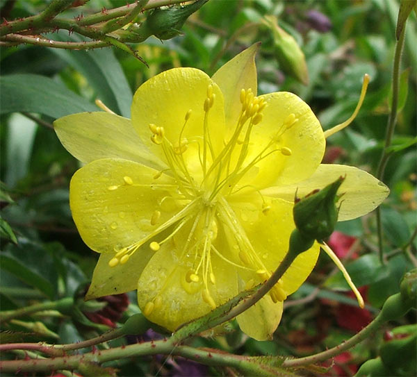  One of my aquilegias which was raised from seed.  