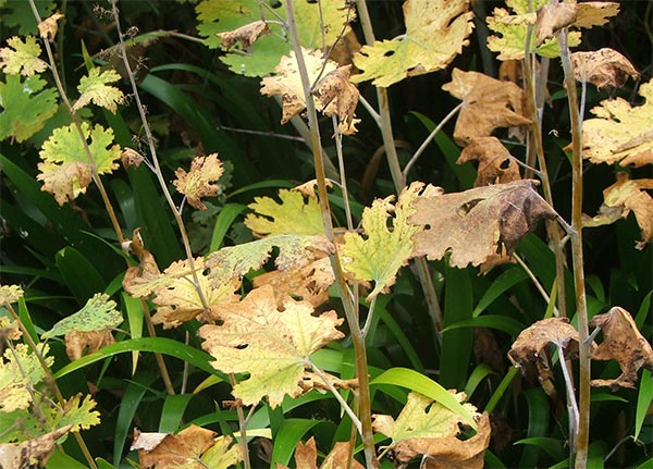  I love the pale straw colours in Autumn - as well as the bright reds and yellows. 