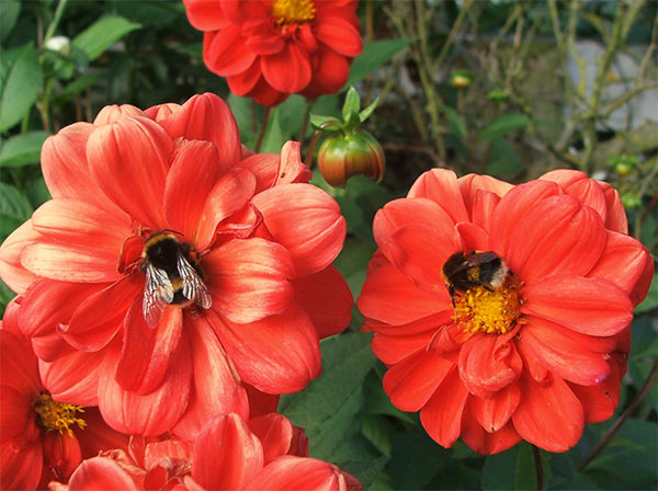  I love the red dahlias in my garden - as do the bees! 