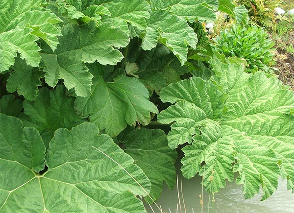  My lovely big-leafed waterside plant. 