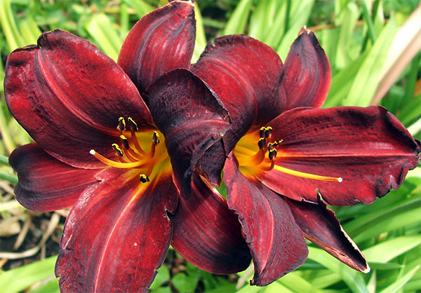  This daylily flowers late in my garden, combining with the red rose Dublin Bay's second flowering flush. 