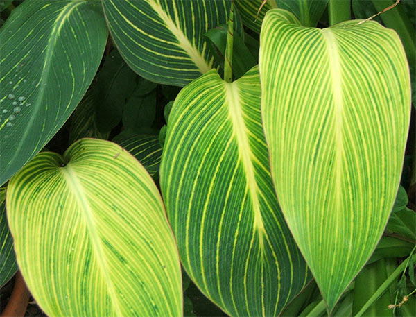  We call this striped Canna Bengal Tiger. 