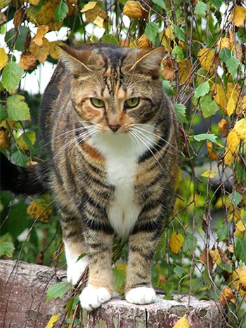  Tiger and the Slver Birch tree. 