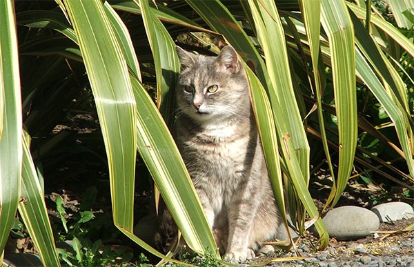  My old grey striped tabby hiding in the flax. 