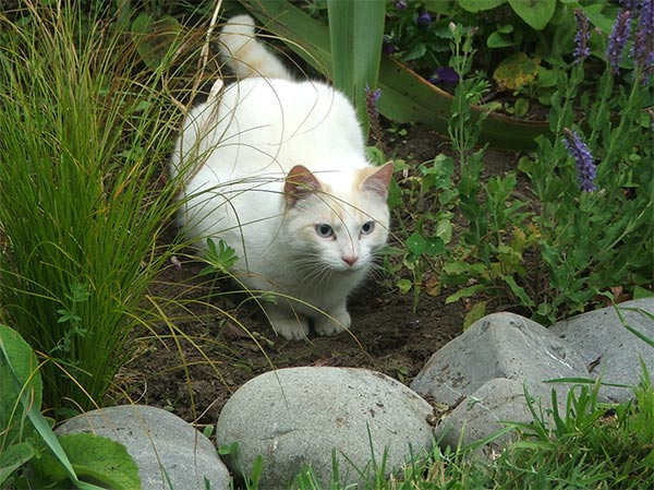  I love my eccentric white cat so much! 