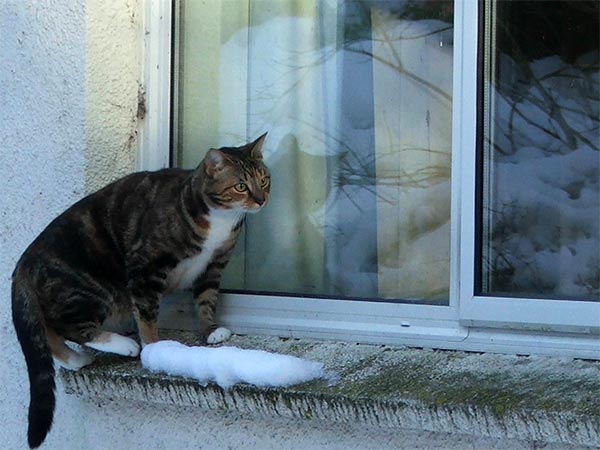  A brave cat facing a cold winter. 