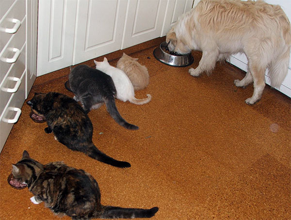  Cats, kittens, and a dieting red border collie dog. 