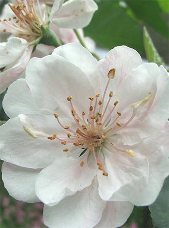  Late to produce rather large blossom, and rather large leaves - could the label be wrong? 