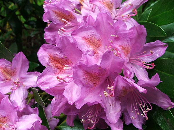  These are the rhododendrons flowering at the time of my visit. 