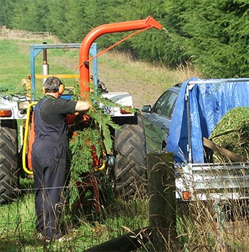  Making fragrant mulch out of the hedge clippings. 