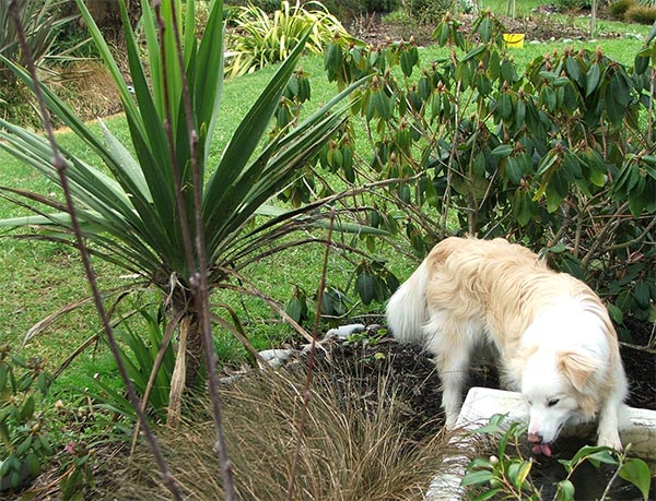  In behind the garage, at the back of my rockery. 