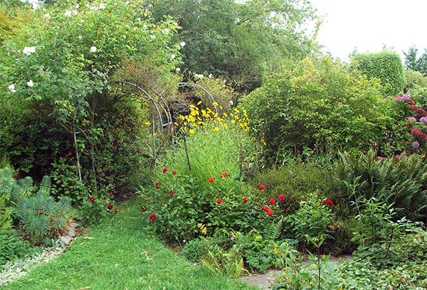  Yellow perennial daisies, and red dahlias give the March garden colour. 