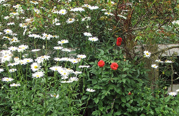  These perennial daisies have a most peculiar smell - not good for picking. 