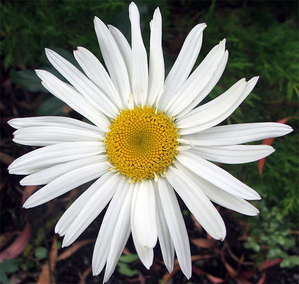  These perennial daisies are always flowering in January. 