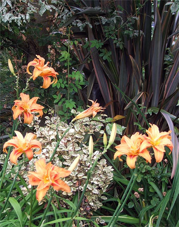  Beautiful double orange flowers - these daylilies bloom late in summer. 