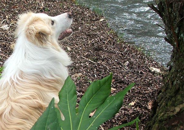  That beautiful clean dog-nose! 