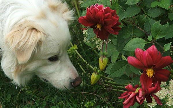  I dont think dahlias smell very nice! 