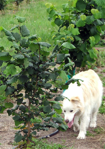  Rusty the intelligent red border collie - sorry, Taj-Dog! 