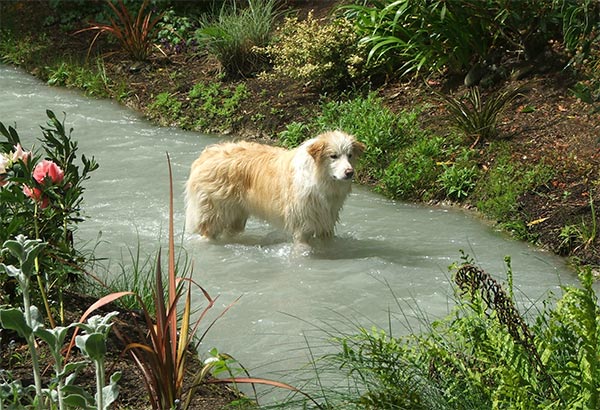  Ready to catch a floating weed. 