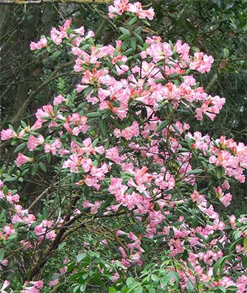  I love these pink flowers. 