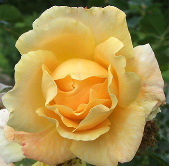  What a rose! 