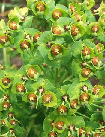  Delightfully ornamental in the late spring garden. 