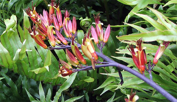  New Zealand flaxes have amazing flowers. See more pictures in the native section. 