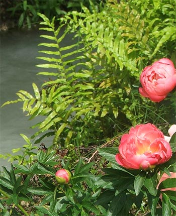  My new coral coloured peonies, first season. 