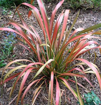  A red and green Phormium. 