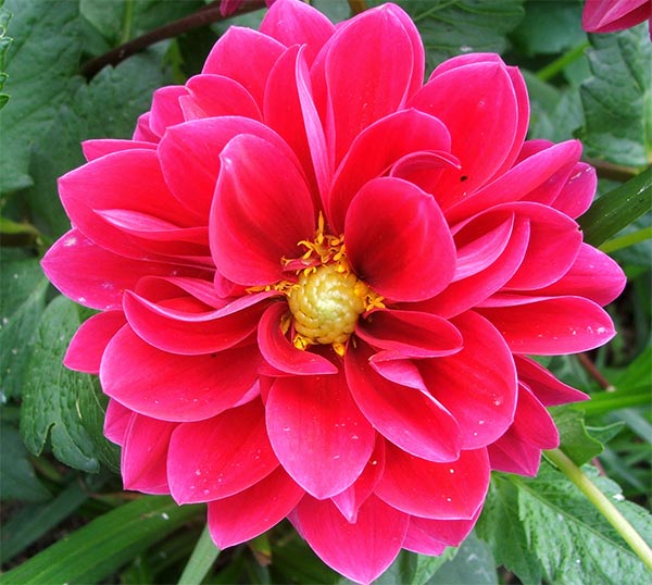  My cerise dahlias flower on and on and on - until the first frost. 