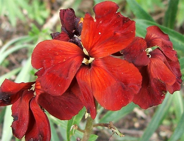  Fragrant, but few flowers this year - I need to take some cuttings. 