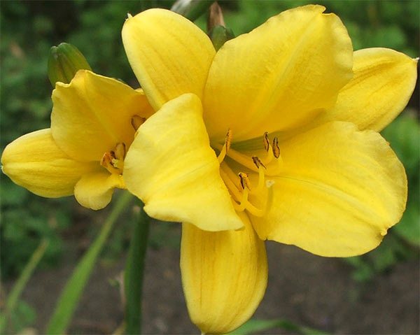  Flowering for a second time. 