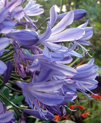  Lovely colour in the late summer garden. 