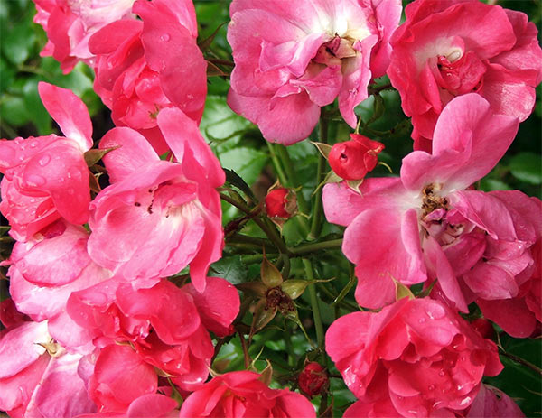 flowers pictures roses. Pink Flower Carpet Roses