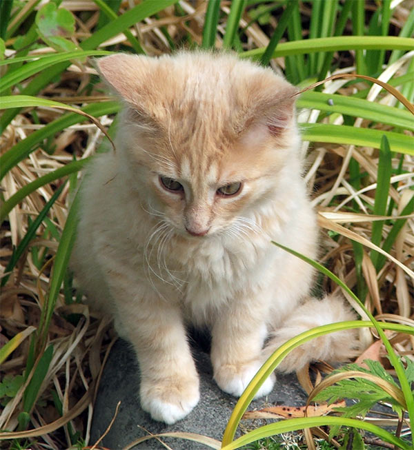  Fabulous kitten compant in the garden. 