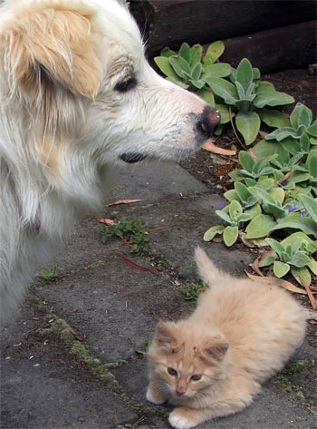  Rusty the dog and Fluff-Fluff the new kitten. 