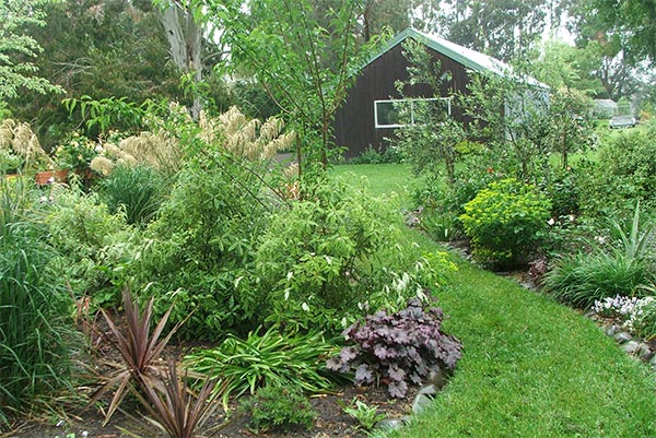  The New Zealand Toetoe grasses are very beautiful. 