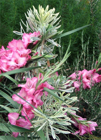  My much loved pink Gladioli flowers. 