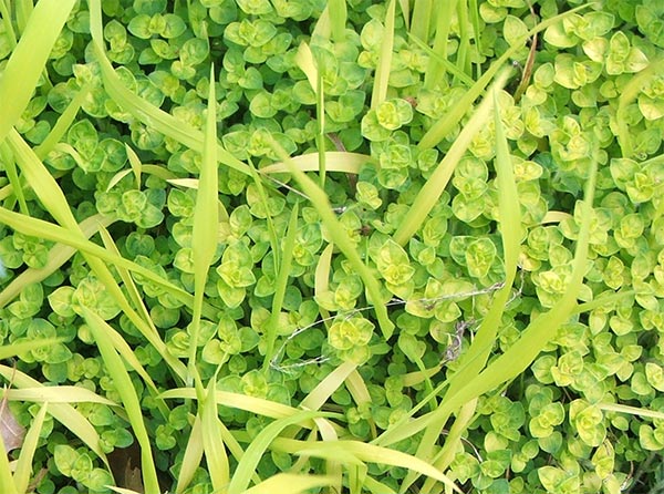  Golden marjoram and Bowles Golden Grass. 