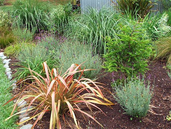  Toe Toe, Miscanthus, Calamagrostis and Carexes in my grasses garden. 