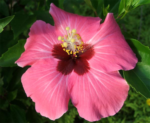 pictures of flowers and names. Will I ever find out the names