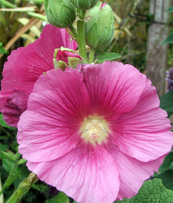  From one of my self-sown Hollyhocks. 