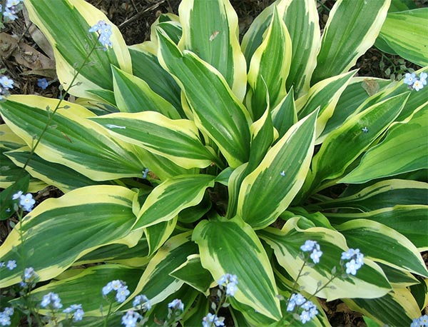  This is one of my new hostas - name unknown. 