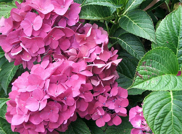  One of the small hydrangea shrubs that I grow and love, 