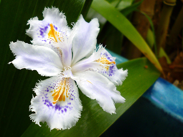  Pretty flower, but a scruffy plant. what a pity! 