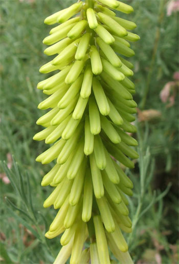  I think this is called a kniphofia - but my spelling might be a bit dodgy! 