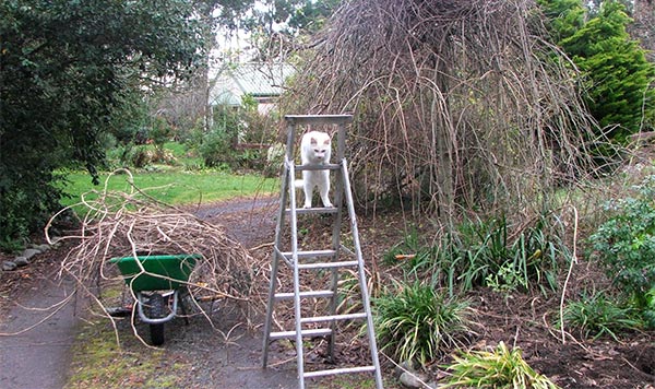  With my gardening cat B-Puss. 