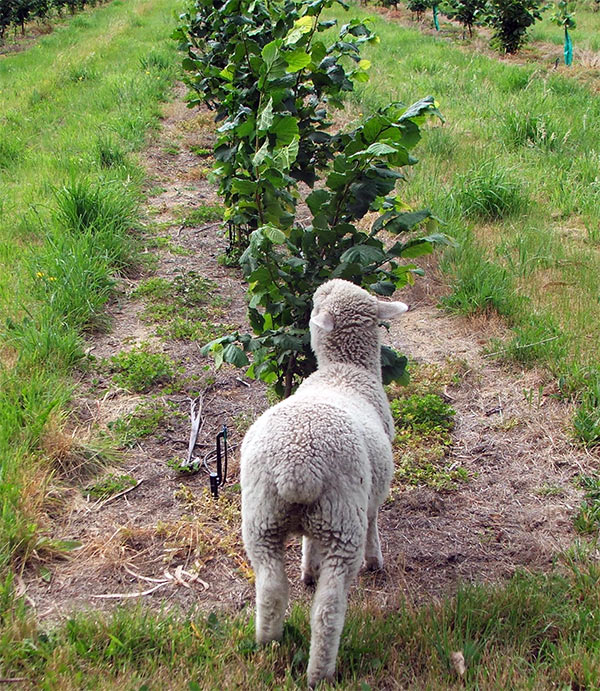  Hmm... Would these taste nicer than my boring paddock grass? 